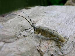 Attēlu rezultāti vaicājumam “Saperda carcharias”