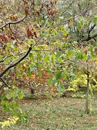 Attēlu rezultāti vaicājumam “Malus prunifolia”