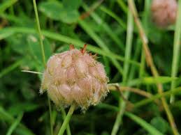 Attēlu rezultāti vaicājumam “Trifolium fragiferum”