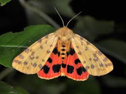 Attēlu rezultāti vaicājumam “Rhyparia purpurata”