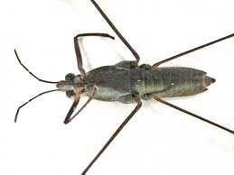 Attēlu rezultāti vaicājumam “Gerridae”