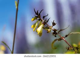Attēlu rezultāti vaicājumam “Melampyrum pratense leaf”