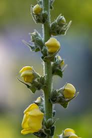 Attēlu rezultāti vaicājumam “Verbascum densiflorum bud”