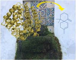 Attēlu rezultāti vaicājumam “Lophocolea minor”