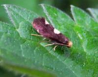 Attēlu rezultāti vaicājumam “Incurvaria oehlmanniella”