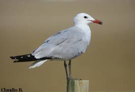 Image result for Larus audouinii