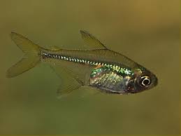 Peces de pequeño tamaño , adecuados para nano acuarios* Images?q=tbn:ANd9GcTBqM1rCcS4tgMWdtlur3bxDu-Xl2G36Lsy3C2hy6Jhdia-tmk7