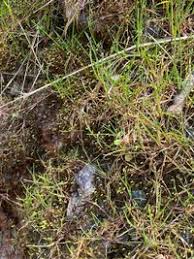 Attēlu rezultāti vaicājumam “Hygroamblystegium tenax”