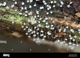 Attēlu rezultāti vaicājumam “Physarum murinum”