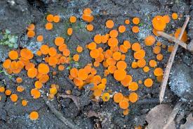 Attēlu rezultāti vaicājumam “Byssonectria fusispora”