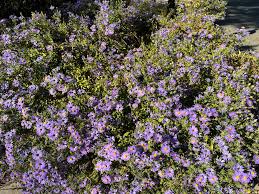 Attēlu rezultāti vaicājumam “Symphyotrichum x salignum flower”