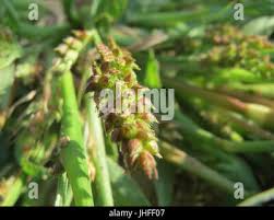 Attēlu rezultāti vaicājumam “Echinochloa crus-galli fruit”