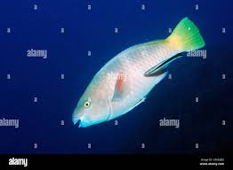 Image result for Scarus ferrugineus