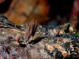 Attēlu rezultāti vaicājumam “Heterotrichia pomiformis (syn. Arcyria pomiformis)”