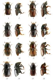 Attēlu rezultāti vaicājumam “Scolytus scolytus, Scolytus multistriatus”