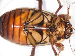 Attēlu rezultāti vaicājumam “Dytiscus dimidiatus”