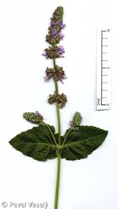 Attēlu rezultāti vaicājumam “Salvia verticillata”