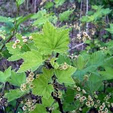 Attēlu rezultāti vaicājumam “Ribes spicatum”