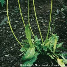 Attēlu rezultāti vaicājumam “Leontodon hispidus”