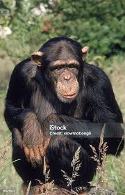 Attēlu rezultāti vaicājumam “Troglodytes troglodytes adult”