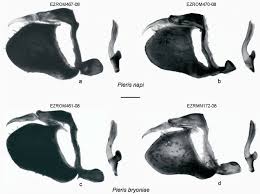 Attēlu rezultāti vaicājumam “Pieris napi male”