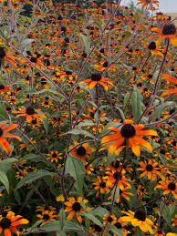 Image result for Rudbeckia Paradisio