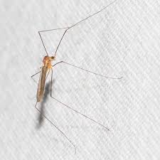 Attēlu rezultāti vaicājumam “Limoniidae”