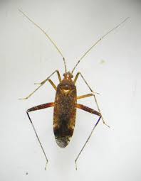 Attēlu rezultāti vaicājumam “Phytocoris varipes”