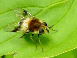 Attēlu rezultāti vaicājumam “Leucozona lucorum”