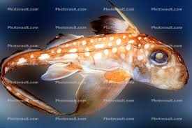 Image result for Hydrolagus colliei