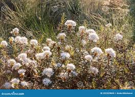 Attēlu rezultāti vaicājumam “Ledum palustre”