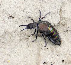 Attēlu rezultāti vaicājumam “Meloe sp.”