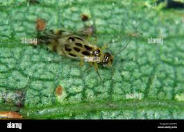 Attēlu rezultāti vaicājumam “Trioza dispar nymph”