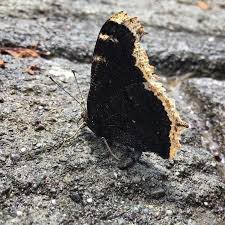 Attēlu rezultāti vaicājumam “Pantilius tunicatus imago”