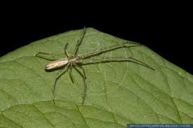 Attēlu rezultāti vaicājumam “Tetragnatha montana”