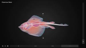 Image result for Rostroraja eglanteria