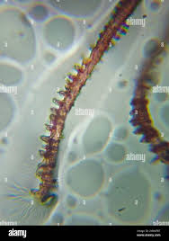 Attēlu rezultāti vaicājumam “Arcyria minuta”