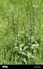 Attēlu rezultāti vaicājumam “Scrophularia nodosa”