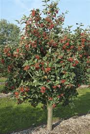 Attēlu rezultāti vaicājumam “Sorbus intermedia”