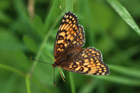 Attēlu rezultāti vaicājumam “Melitaea diamina”