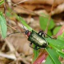 Attēlu rezultāti vaicājumam “Gaurotes virginea”