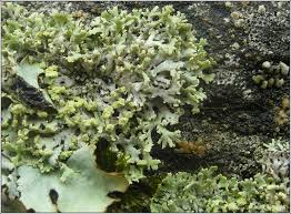 Attēlu rezultāti vaicājumam “Physcia tenella”