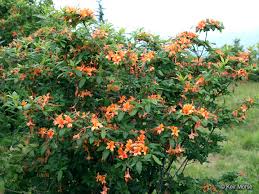 Attēlu rezultāti vaicājumam “Rhododendron calendulaceum”