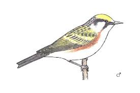 Image result for Dendroica pensylvanica