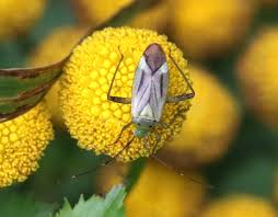 Attēlu rezultāti vaicājumam “Rhopalus maculatus imago”