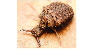 Attēlu rezultāti vaicājumam “Myrmeleontidae larva”