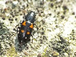 Attēlu rezultāti vaicājumam “Glischrochilus quadripunctatus imago”