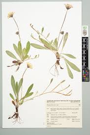 Attēlu rezultāti vaicājumam “Pilosella officinarum”