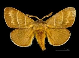 Attēlu rezultāti vaicājumam “Cribraria rubiginosa macro”