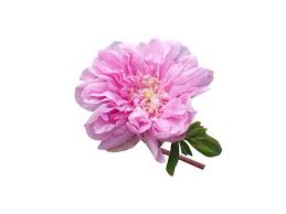 Attēlu rezultāti vaicājumam “Rosa majalis”